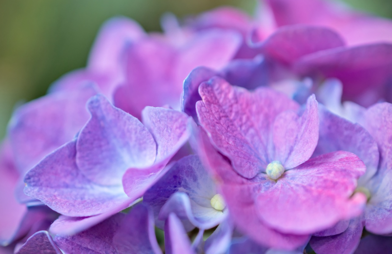수국 개화 시기