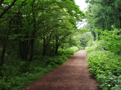 사려니숲길 비경