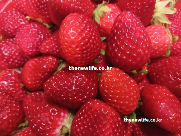 딸기 효능의 비타민 C가 가득한 딸기의 생생한 실사진