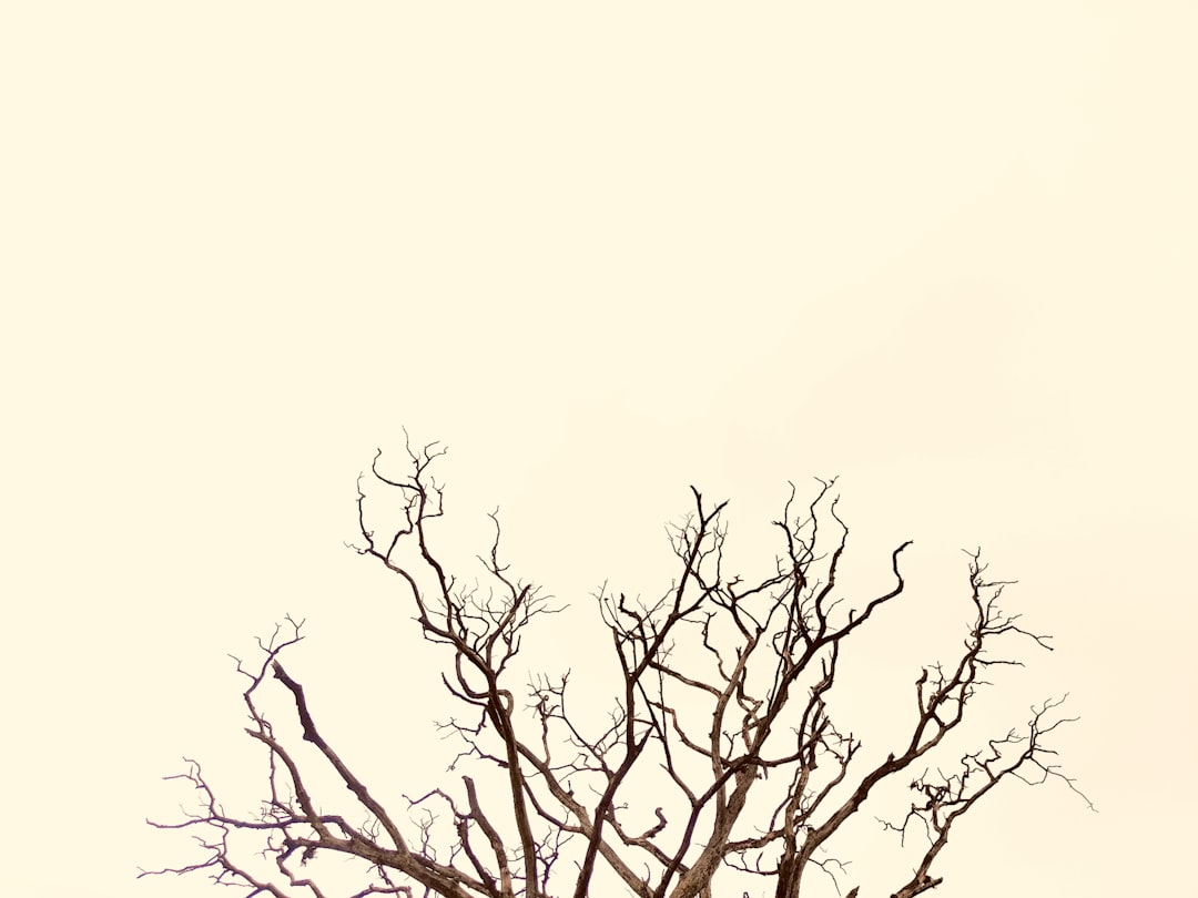 Trait