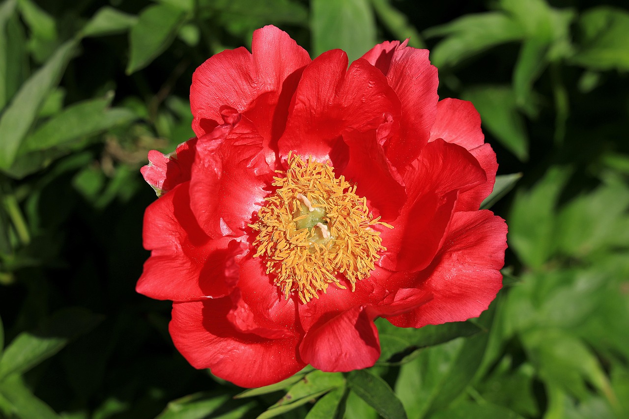 화순 연둔리 둔동마을 작약꽃 숲정이