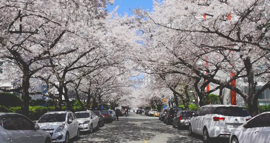 삼익비치타운 벚꽃 터널 사진