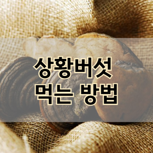 상황버섯 먹는 방법