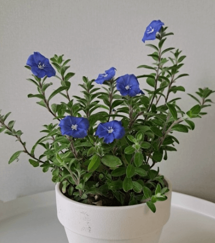 아메리칸 블루 키우기