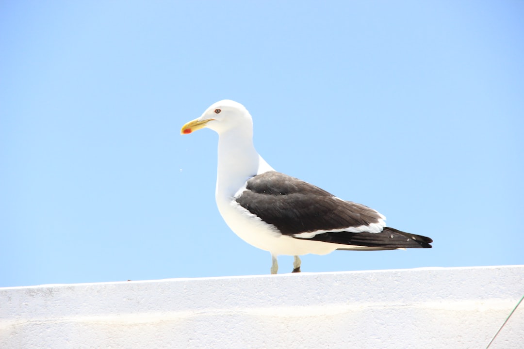 Resident