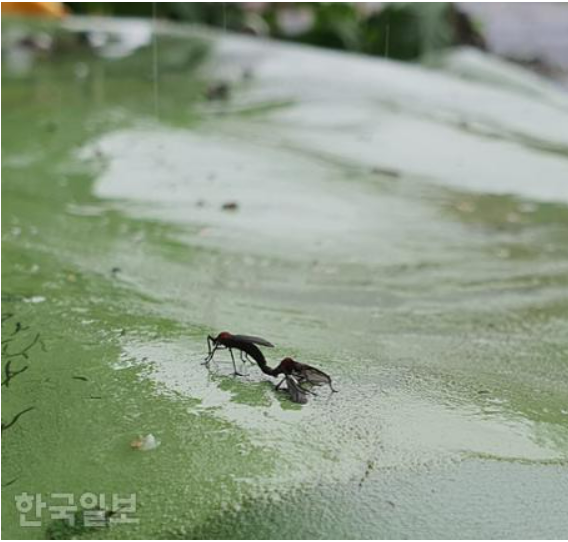러브버그 출몰시기 및 퇴치방법
