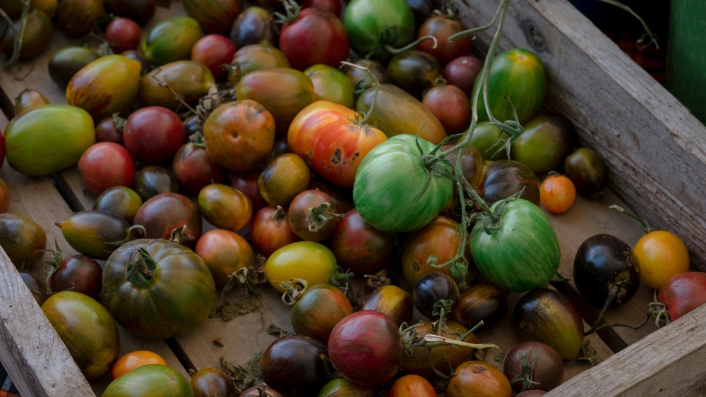 에어룸 토마토 이미지