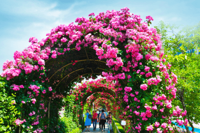 중랑 장미꽃과 문화행사-중랑구청 출저