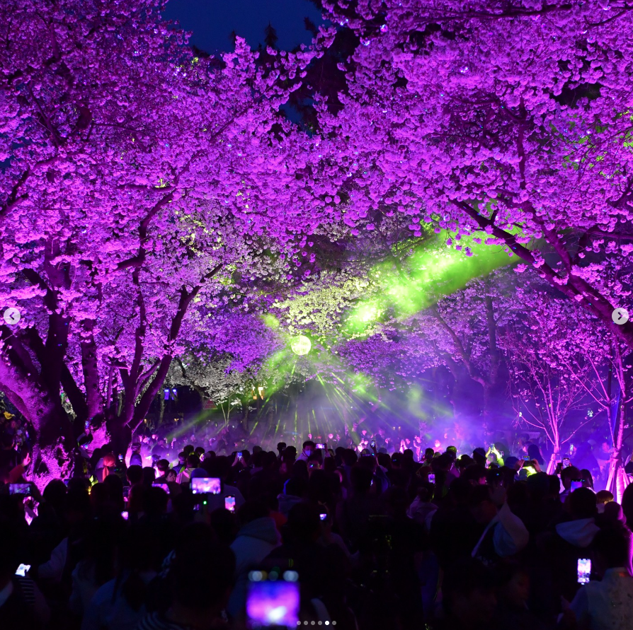 경주 벚꽃 축제