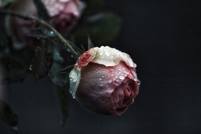 네이버 바로가기 사진