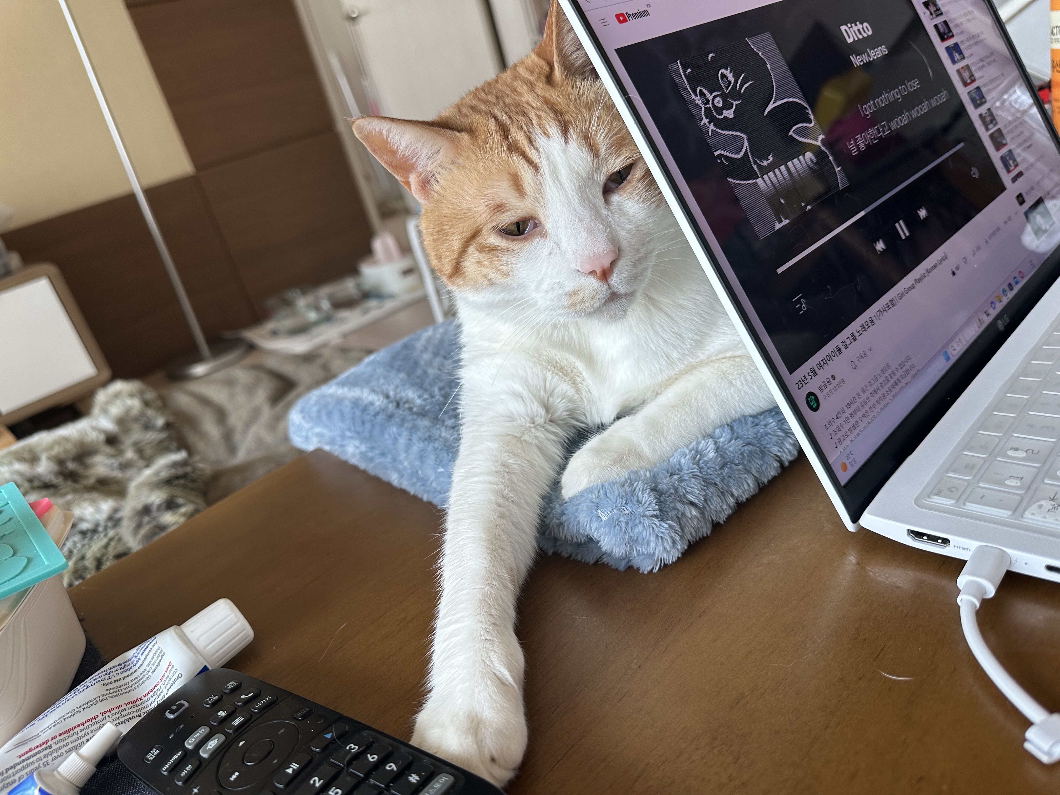 결국 막둥이 지정석을 만들어줬다 (feat. 냥냥이들 행동교정시 포인트는 평온한마음)