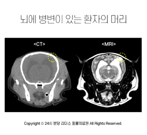 강아지 MRI