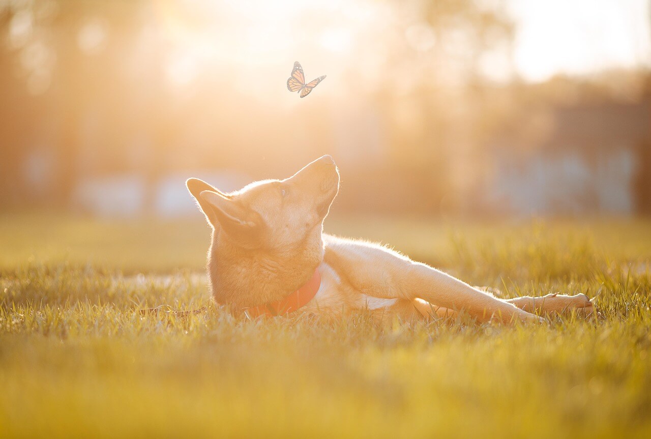 반려견과 사람의 심리적 관계 – 유대감과 치유의 힘