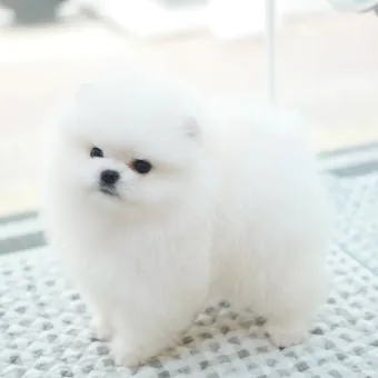 포메라니안 종류 18가지 털색깔 무늬 총정리 자료집_19