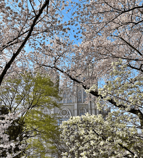 경희대벚꽃길