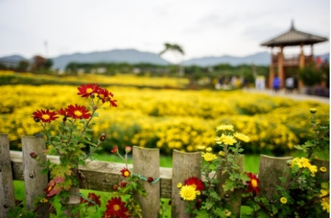 서산국화축제 주차장 안내