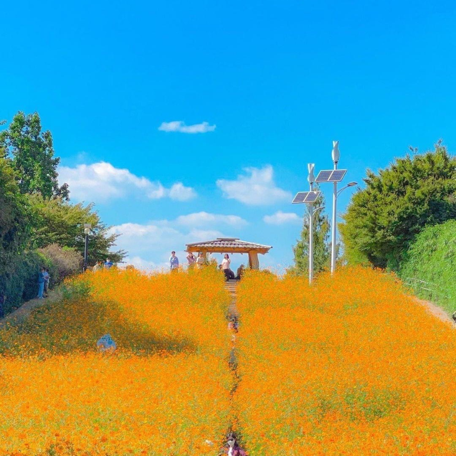 올림픽공원 들꽃마루 황화 코스모스 가을 여행