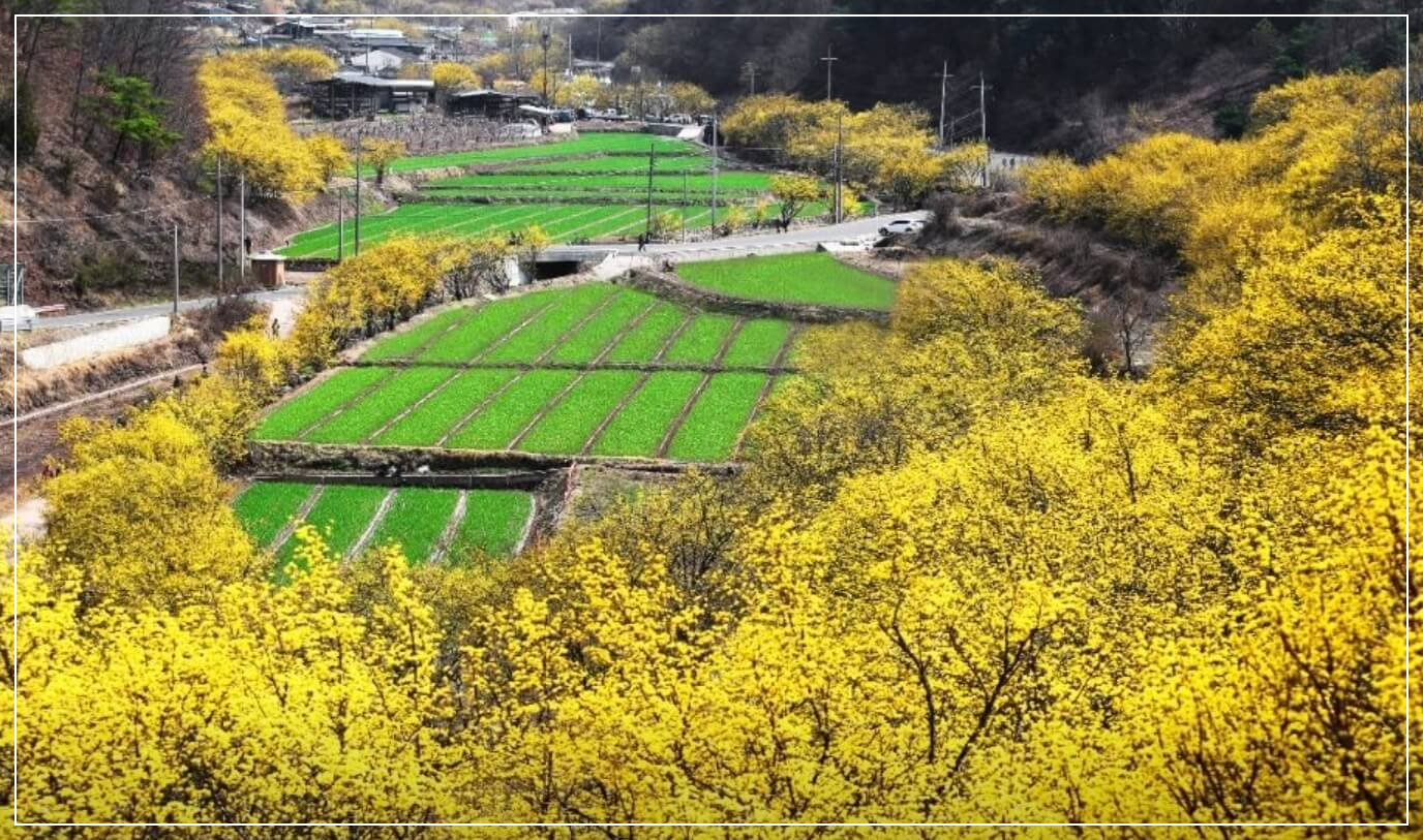 의성 가볼만한곳 베스트10 산수유꽃피는마을