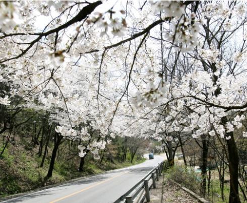 성남 벚꽃
