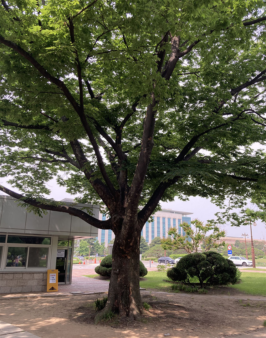 느티나무