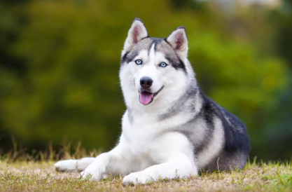 시베리안 허스키