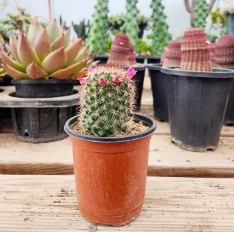 미니 선인장 키우기 물주기 통풍관리 창가배치 귀여운 관리법_16