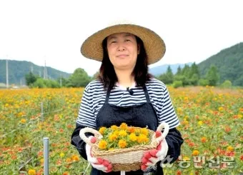 홍화 재배 건조 기후 적합 파종 요령 채종 관리_3