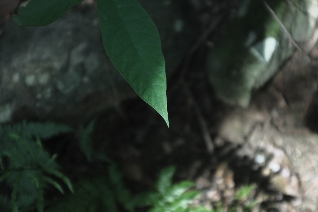 Ginseng