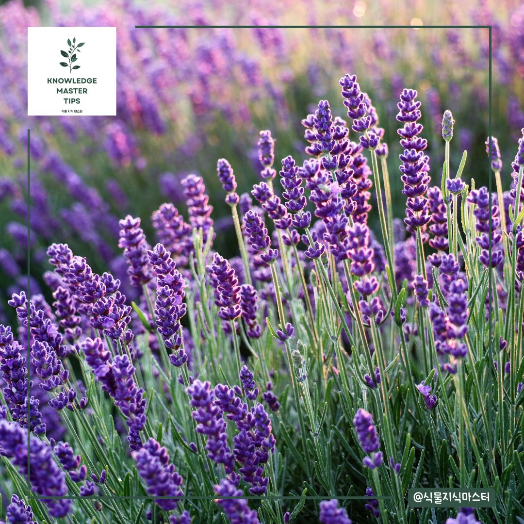 라벤더 꽃말, 부정적