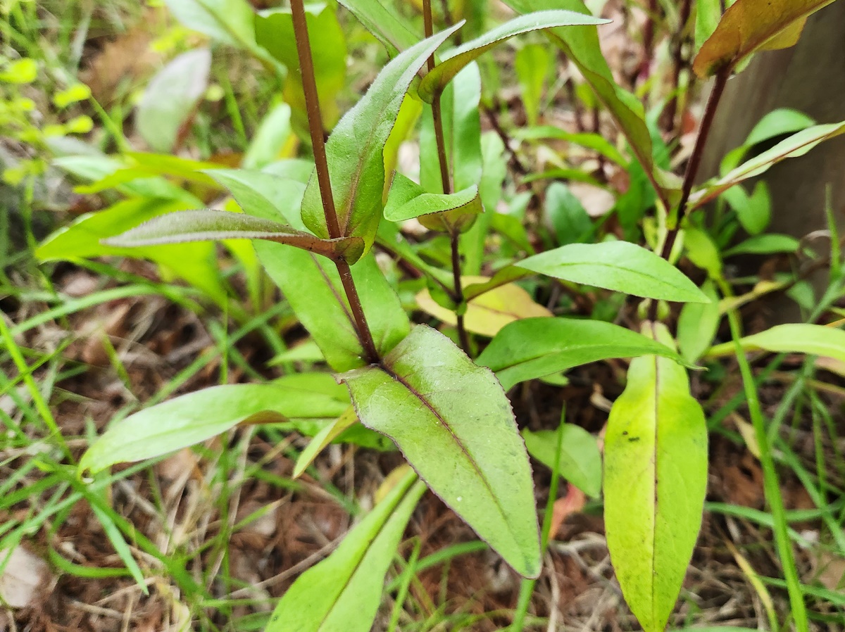 펜스테몬