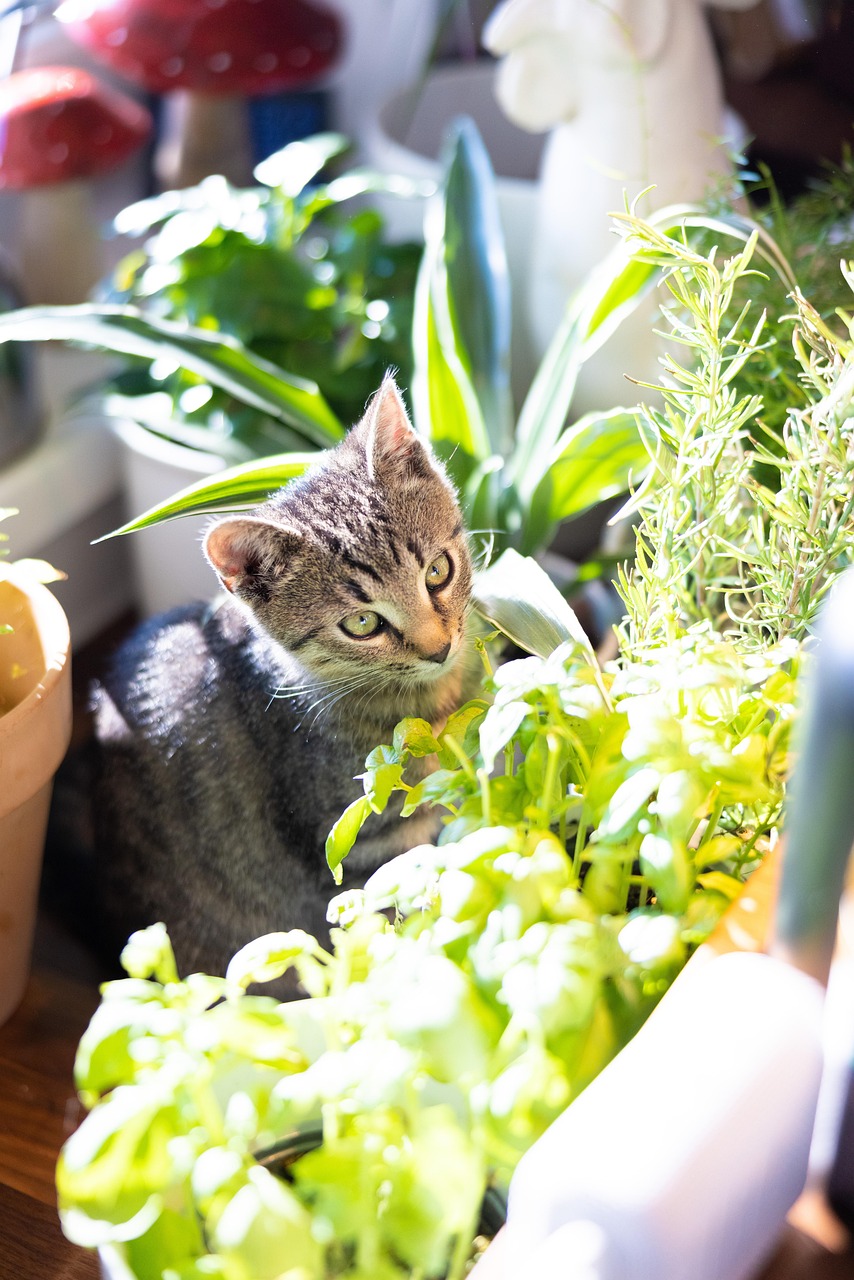 인지과학이 설명하는 신념 고착 현상 왜 사람은 틀린 정보를 알아도 믿음을 유지하는가