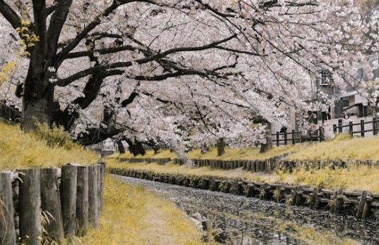 벚꽃 개화 현황 명소추천