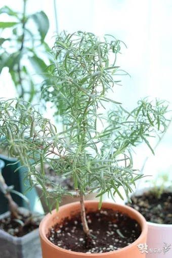 로즈마리 물주기 가지치기 환기관리 햇빛배치 주방 허브로 인기_7
