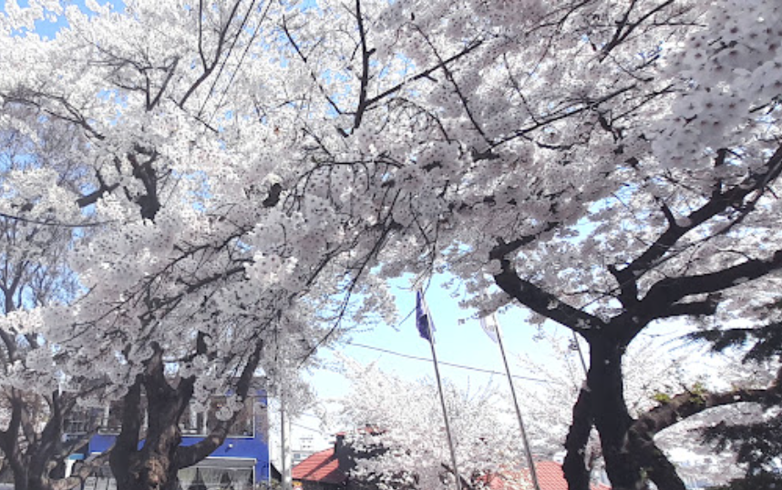 자유공원 벚꽃