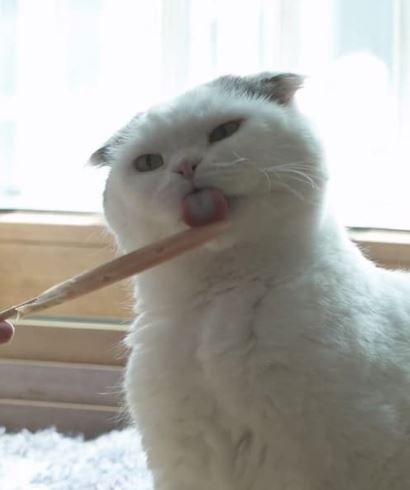 안재현 나혼산 고양이 반려묘 안주 일상 근황