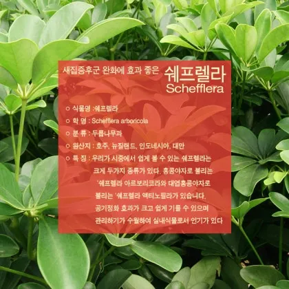 새집증후군 완화 식물선택 공기정화기능 배치 환기관리 가이드_1