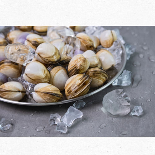 조개 보관 방법을 설명하는 도표