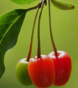보리수 열매 효능