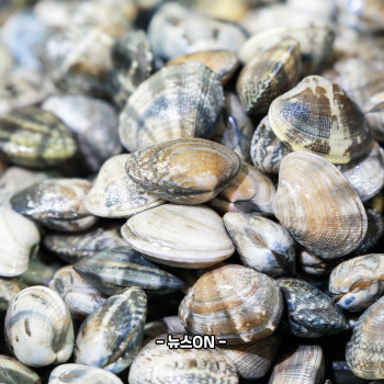 비타민b12가 많은 음식