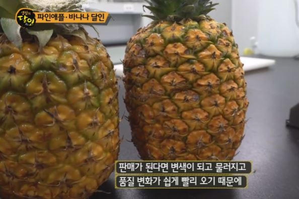 파인애플 달인