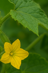 오이지 담그는 방법