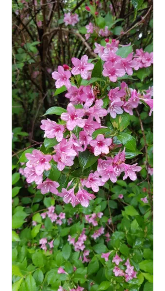 병꽃 무늬병꽃 삼색병꽃 붉은병꽃 아름다운 꽃 종류_23