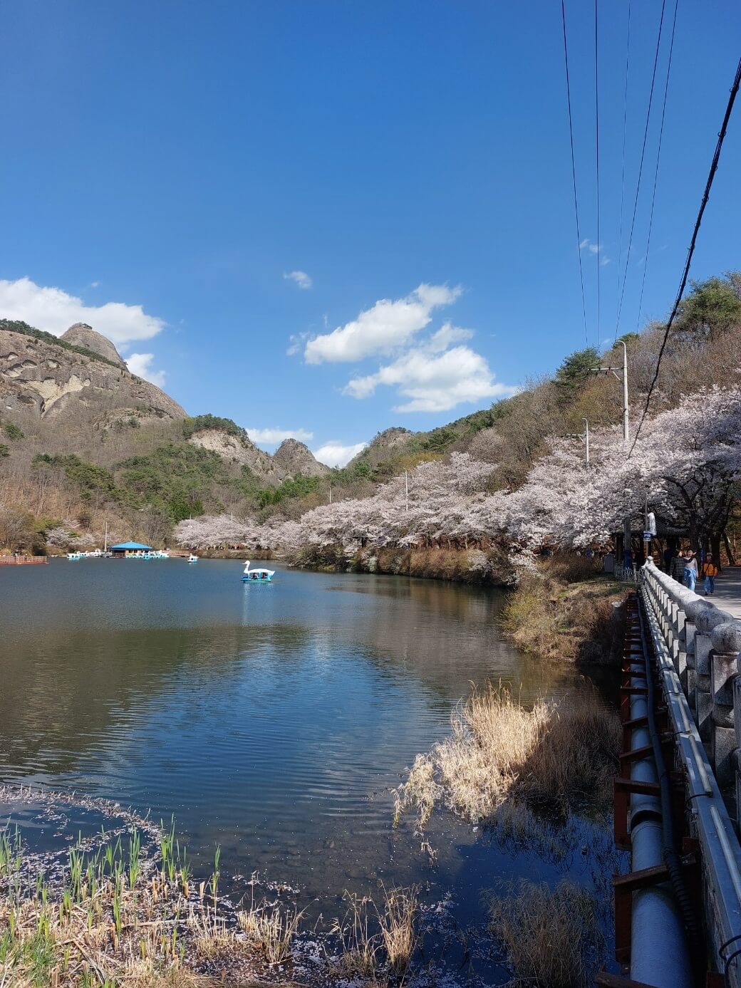 마이산 탑영제-벚꽃이 피어있는 모습