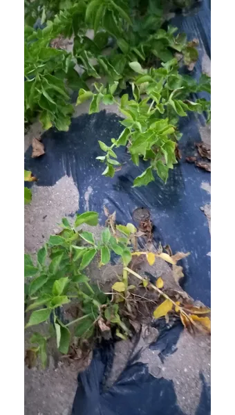 감자 수확시기 지역별 차이와 재배 팁_8