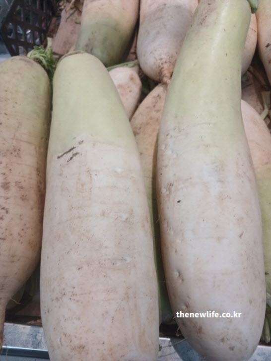 익혀 먹으면 소화 흡수율이 높아지고 위 부담이 적은 무국, 무조림용 무 근접 실사진