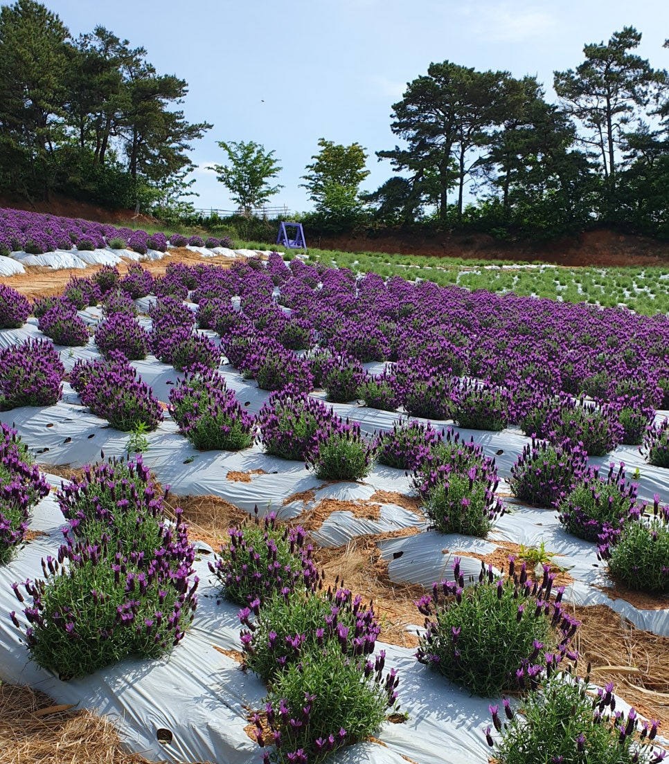 2025 고창청농원 라벤더축제, 향기로운 보랏빛 힐링!(5.23~6.29)
