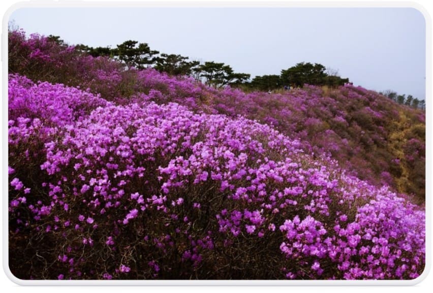 고려산-진달래