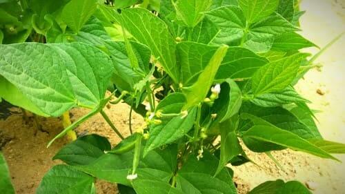 호랑이강낭콩-꼬투리가-열리는-시기에-병충해-방제