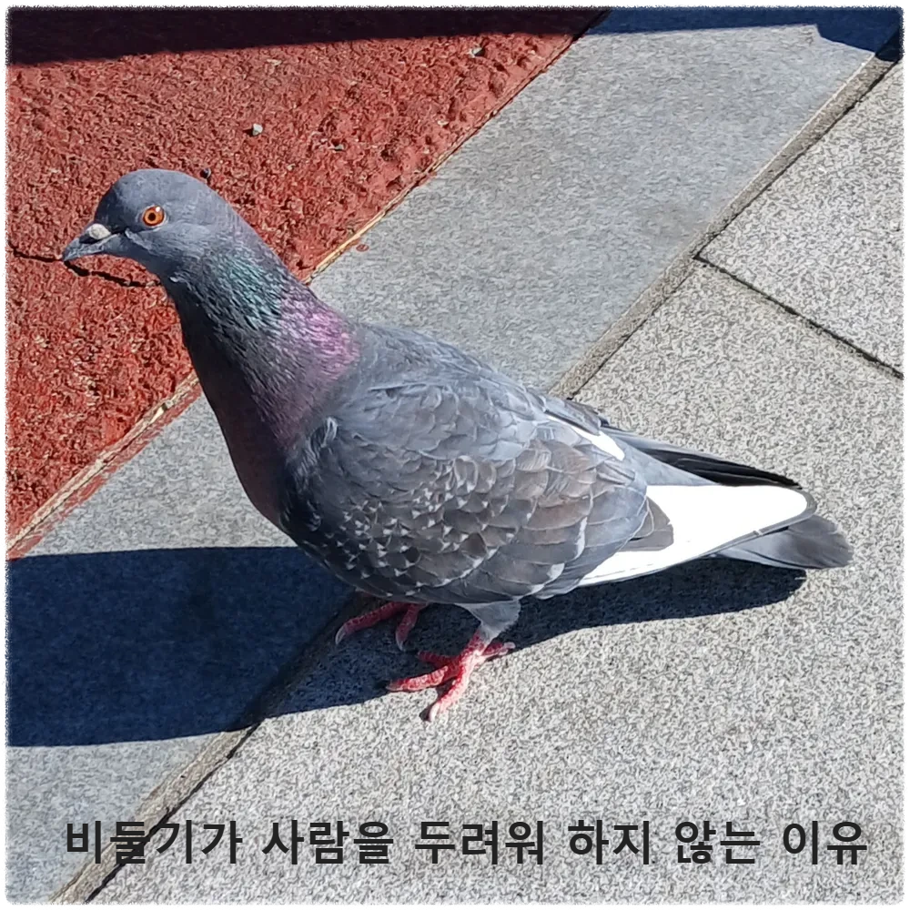 비둘기 사진