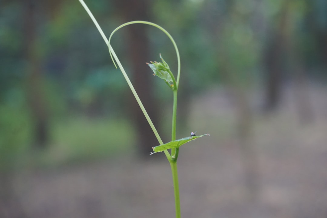 Growth.